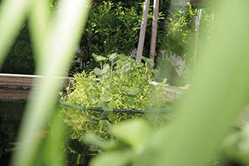 oase-51215-isola-per-piante-rotonda-azzurro image 6