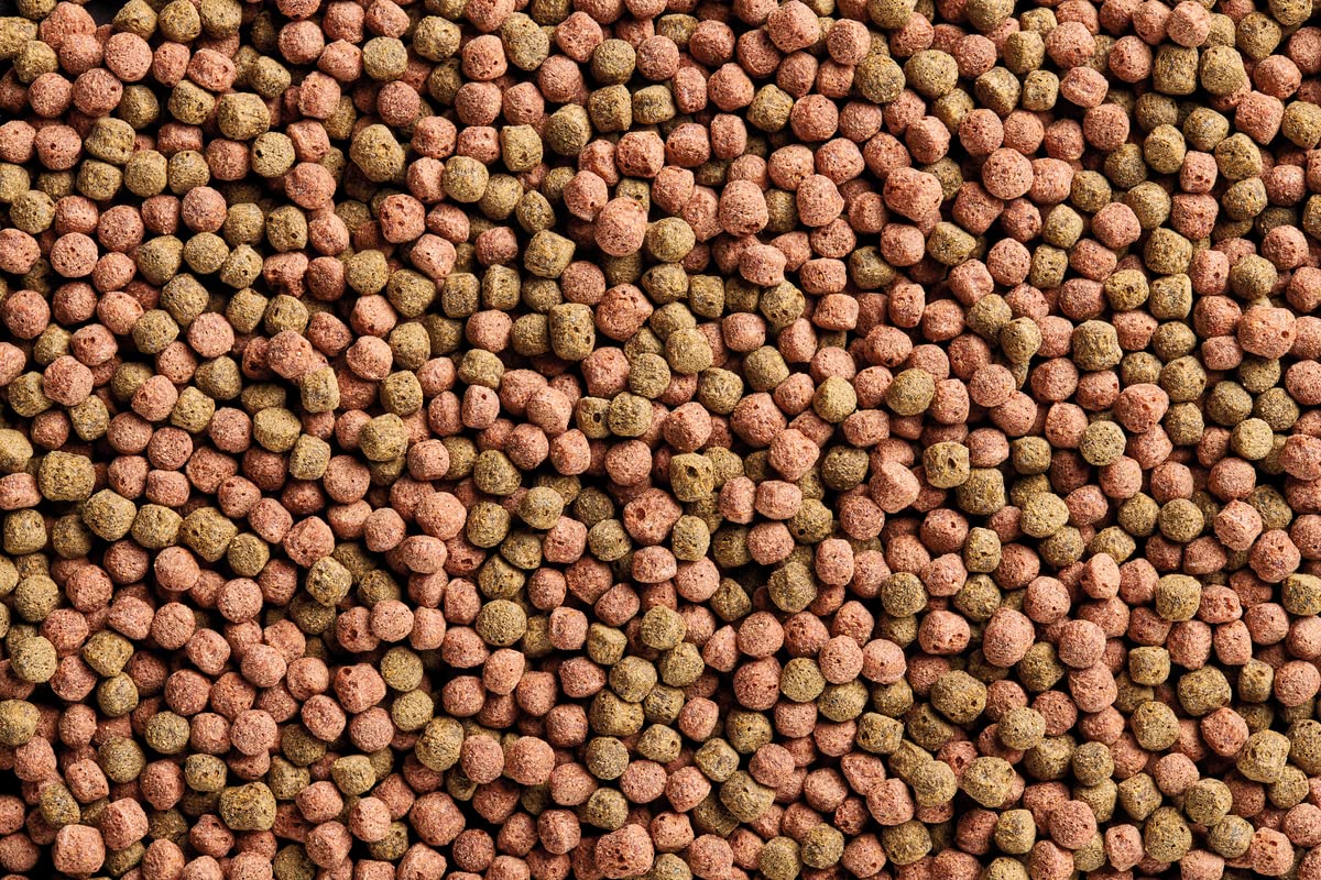 oase-dynamix-koi-pellet-large-4-l-mangime-base-per-koi image 3